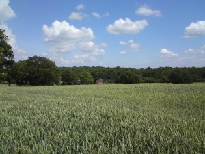 Loxwood midsummer Loxwood midsummer